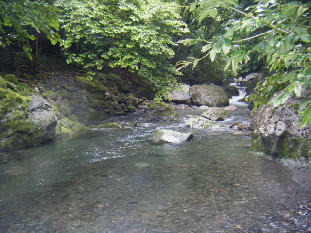 smallforest shiori 2